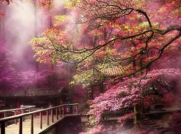 沪江开心词场